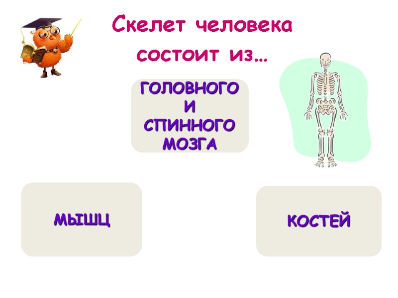 Скелет человека  состоит из…  КОСТЕЙ МЫШЦ  ГОЛОВНОГО И СПИННОГО МОЗГА